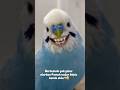 Pamuk Şekerim Benim 😅🐦