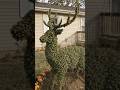 From Empty Yard to Majestic Deer Topiary 🦌🌿 #garden