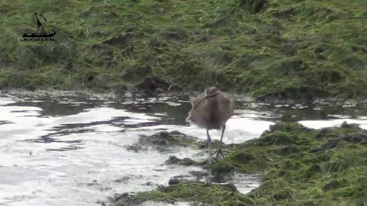 Maçarico-real na Murtosa (Ria de Aveiro)