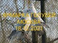 ЯРМАРКА ГОЛУБЕЙ. МОСКВА.18.12.21#голуби