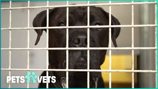 Will Sweet Bulldog Mastiff Marvin Find His Forever Home? | The Dog Rescuers Marathon | Pets & Vets