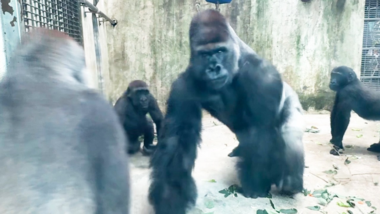 當Tayari對老公有感覺時..When Tayari starts catching feelings for D'jeeco...