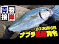 【ナブラ警報】防波堤で青物祭？カタクチ接岸で色んな魚が涌きまくる6月の東北日本海