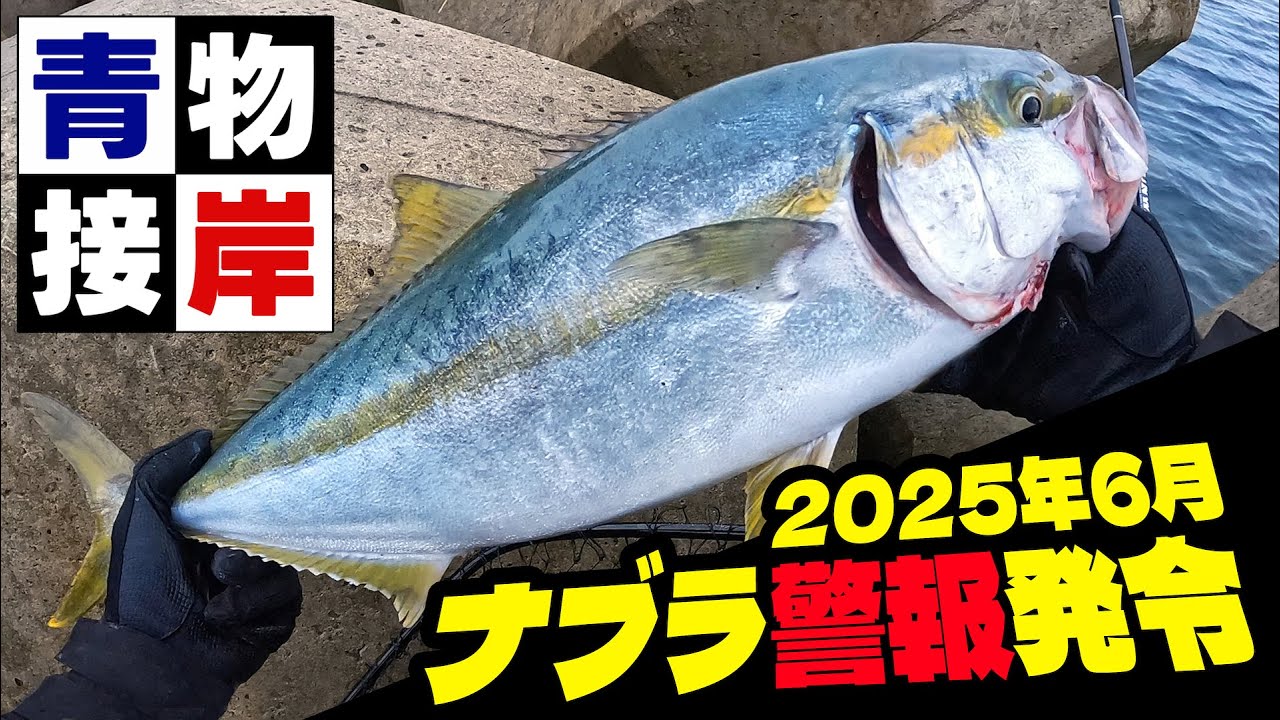 【ナブラ警報】防波堤で青物祭？カタクチ接岸で色んな魚が涌きまくる6月の東北日本海
