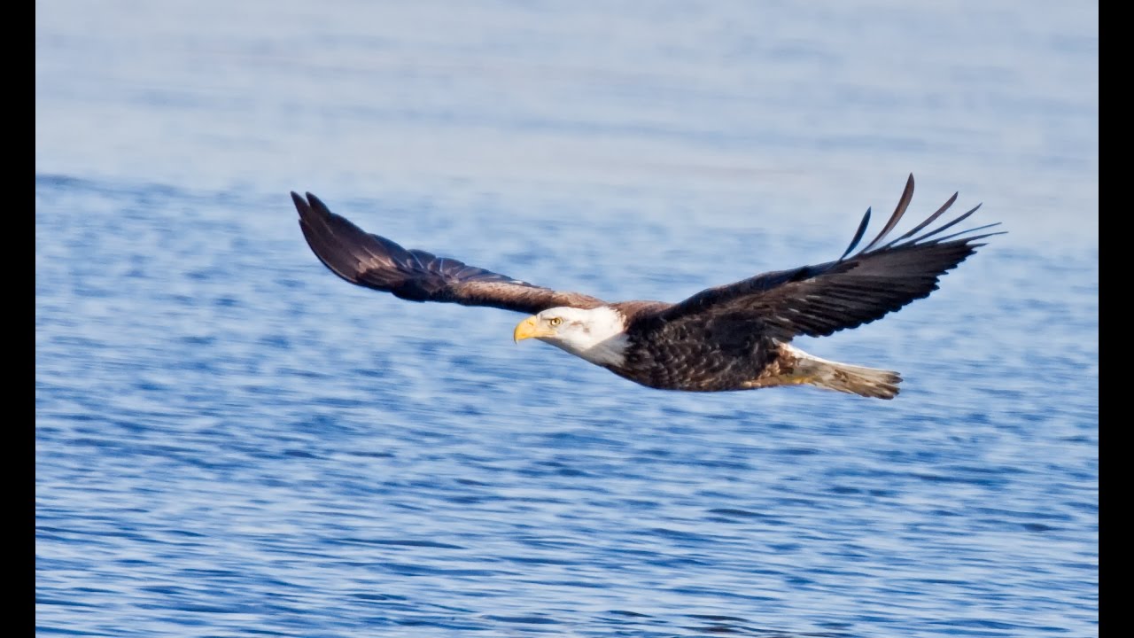 Connecticut River Museum Eagle promo
