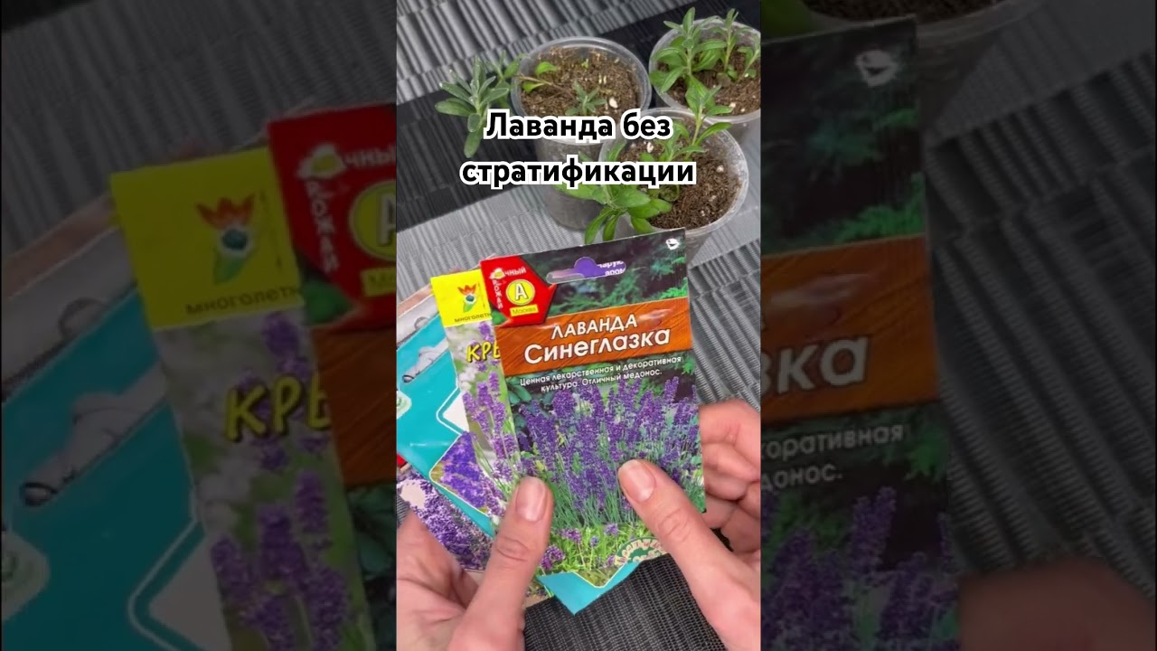 Отличные семена лаванды для посева без стратификации 