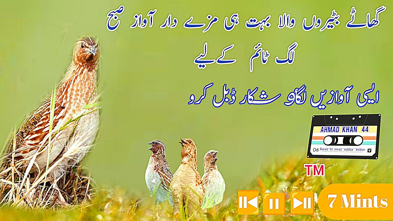 Quail hunting  sound new 2026 , bater ki awaaz , Ertalab bedana ovozi , batair ki awaz,quail sound 