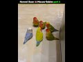 Born With Amazing Skills! These Baby Birds Will Surprise You