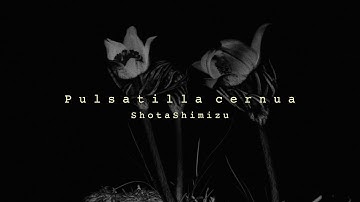清水翔太 11th Album『Pulsatilla cernua』Teaser (2025.06.18 Release)