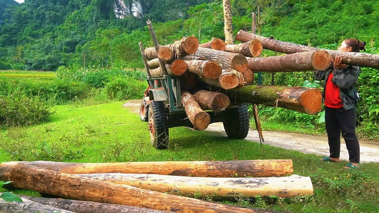 Hard Work Day – Cutting Giant Logs & Transporting Them by Tractor to Earn a Living