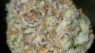BLUEBERRY CRUFFIN STRAIN WAKE AND BAKE STYLE