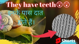Snails have teeth 😲😲 इनके पास दात होते है। 😲#shorts #ytshortsindia #facts