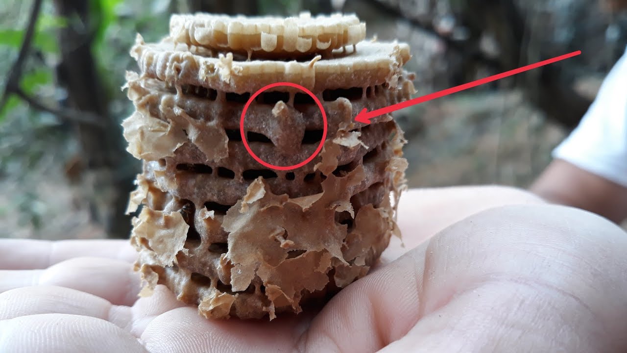 NÃO FAÇA DIVISÃO sem antes VÊ esse VÍDEO!! Part 1