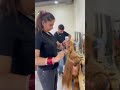 Headmasters Academy Amritsar | Best Hair Course In Amritsar ☎️98151-99964 #shorts #amritsar