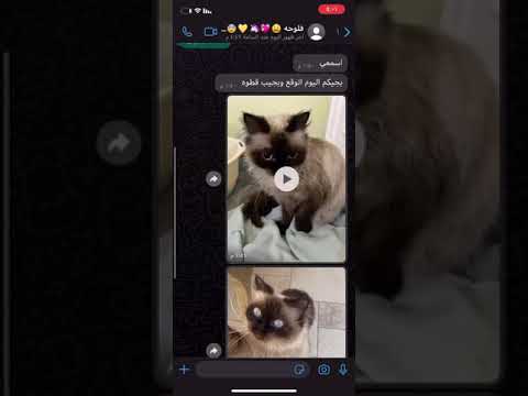 امبيه هذي صج فاضيه م تفرقت لدراستي تبيني اتفرق للقطوه