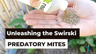 Predatory Mites  Understanding the Swirski Mite