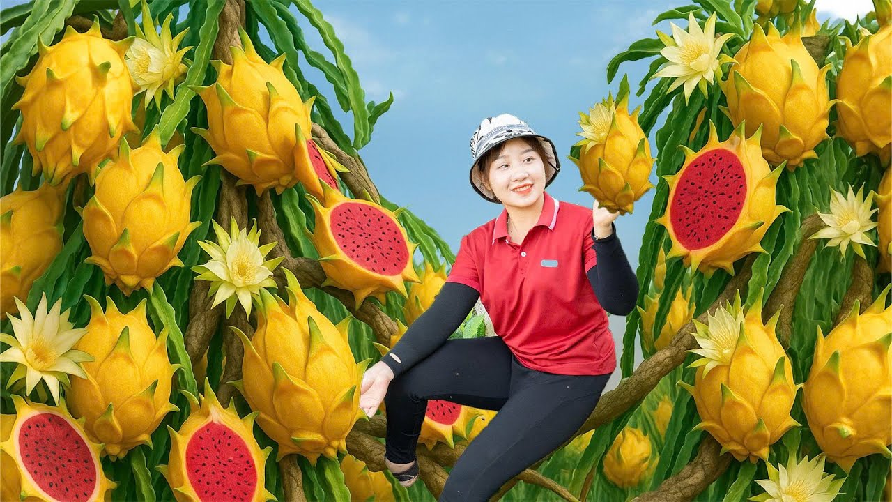 [TIMELAPSE] -- 365 Days Harvesting Many Red Dragon Fruit, Arrowroot Go To Sell.