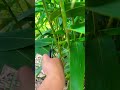 #MyRuralLife #ZongziLeaf #Crops #satisfying #creativesurvival #food #farming #gardening