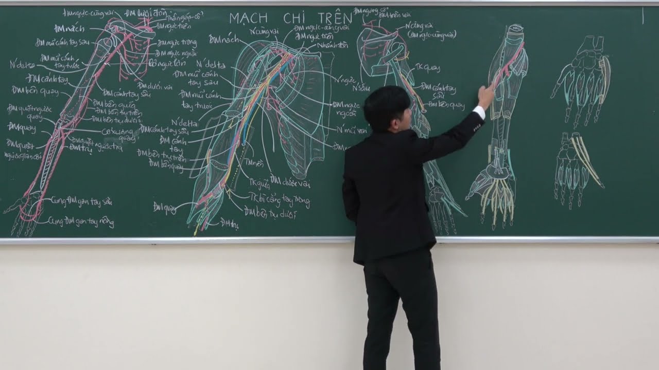 CHI TRÊN: MẠCH CHI TRÊN - (3) ĐỘNG MẠCH QUAY