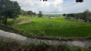 Download Lagu Dijual tanah pekarangan kebun jati dapat pemandangan bagus MP3