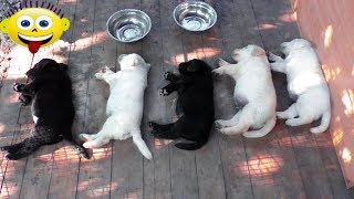 Очень Смешные Толстые Голодные Щенки Лабрадора. Very Funny Fat Hungry Labrador Puppies. Очень Смешные Толстые Голодные Щенки Лабрадора. Very Funny Fat Hungry Labrador Puppies.
