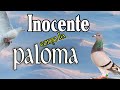 🕊️ INOCENTE como la PALOMA - Monseñor Joao Cla