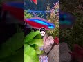 Warum verlieren Fische ihre Farbe nachts?