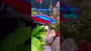 Warum verlieren Fische ihre Farbe nachts?