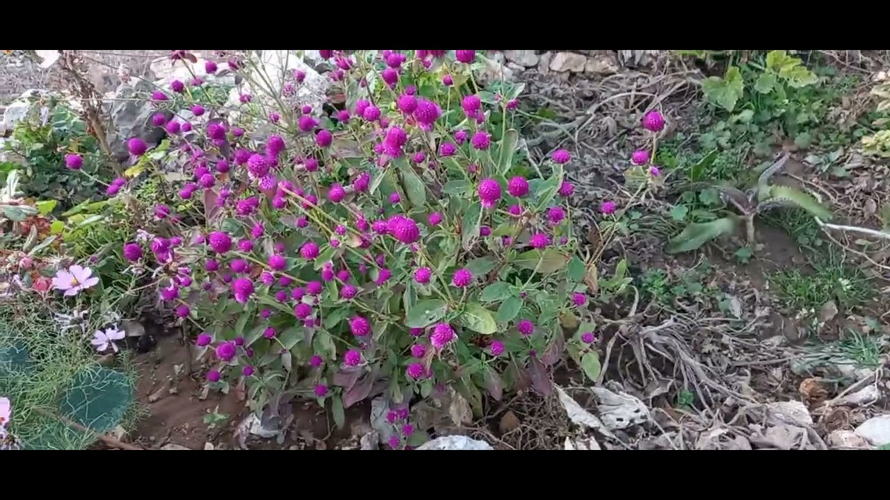 YAYLA EVİMİN BAHÇESİNDE YETİŞTİRDİĞİM ÇİÇEKLERİM / SİZ EN ÇOK HANGİ ÇİÇEĞİMİ BEĞENDİNİZ?