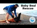 Baby Seal Rescue