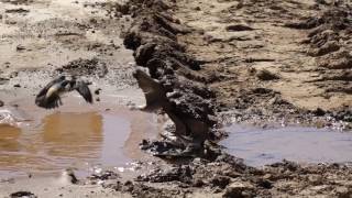 Cliff Swallows getting mud