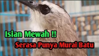 Trucuk Isian Murai Batu | Serasa Punya Burung Mewah