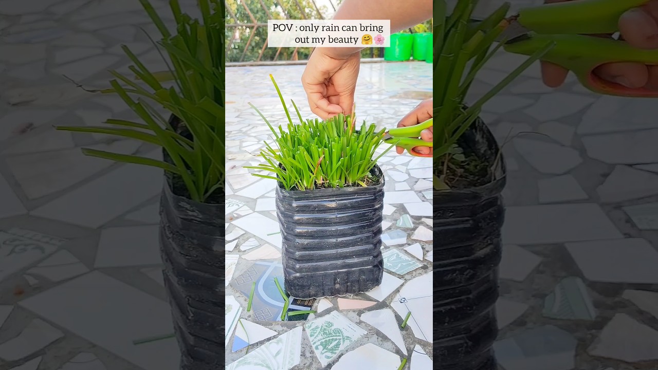 POV: Queen for a reason rain lily 🌸🌱/ 