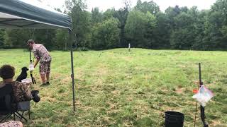 Widow Running Seasoned Land at Muddy Waters Hunting Retriever Club's Hunt Test