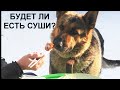 Будет ли собака кушать суши?