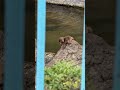 そーっと慎重に歩く姿が、本当にかわいすぎます。Watching it move so carefully and cautiously is simply too adorable. #monkey