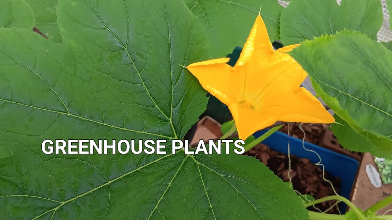 Plants Grow FASTER In A Greenhouse YouTube