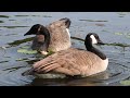 Canadian Geese eating and enjoying the day !