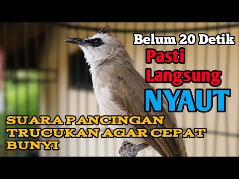Putar ini..! Pancingan  trucuk agar bunyi jadikan burung trucuk gacor NYAUT//Trucukan Ropel Panjang
