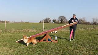 A-Z Agility: Seesaw - Terminology and Safety