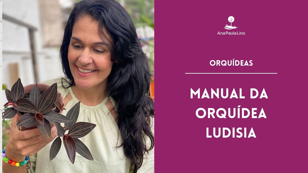 ORQUÍDEAS: Como cuidar e fazer mudas da Orquídea Ludisia - thptnganamst.edu.vn