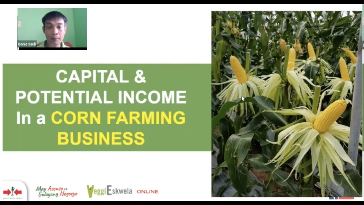 Paano ang Pagsisimula ng Negosyo sa Sweet Corn at Waxy Corn? by Mr Boni Sauli of East-West Seed