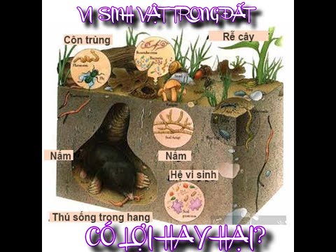 Video Tầm quan trọng của đất và hệ sinh thái vi sinh vật... - youtube