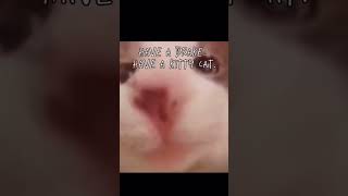 Have A Brake. Have A Kitty Cat.