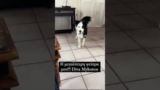 Η Diva θέλει να παει στον ιατρό γιατί πονάει το ποδαράκι της 😂