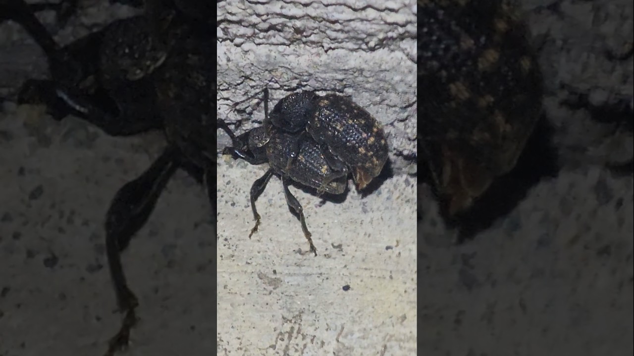 A Black Bine Weevil (Otiorhynchus sulcatus) mating event