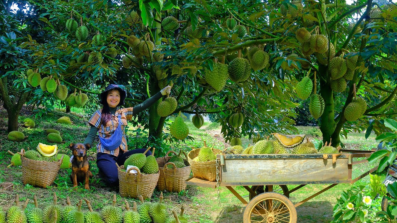 Harvest Ripe Musaking Durians To Sell At The Market, Weed Peanuts, Take Care Of Livestock| Tieu Lien