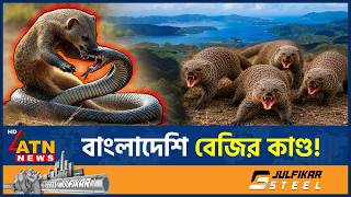 বাংলাদেশি বেজি আমদানি করে মহাবিপদে পড়ে জাপান, ভুগতে হয় ৪৫ বছর | BD Mongoose | Japan | ATN News