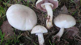 Agaricus xanthodermus