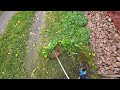 Stihl FS 120 in Action Cutting Wet Grass with Weed Eater String Trimmer Brush cutter Oct 2025 part 4
